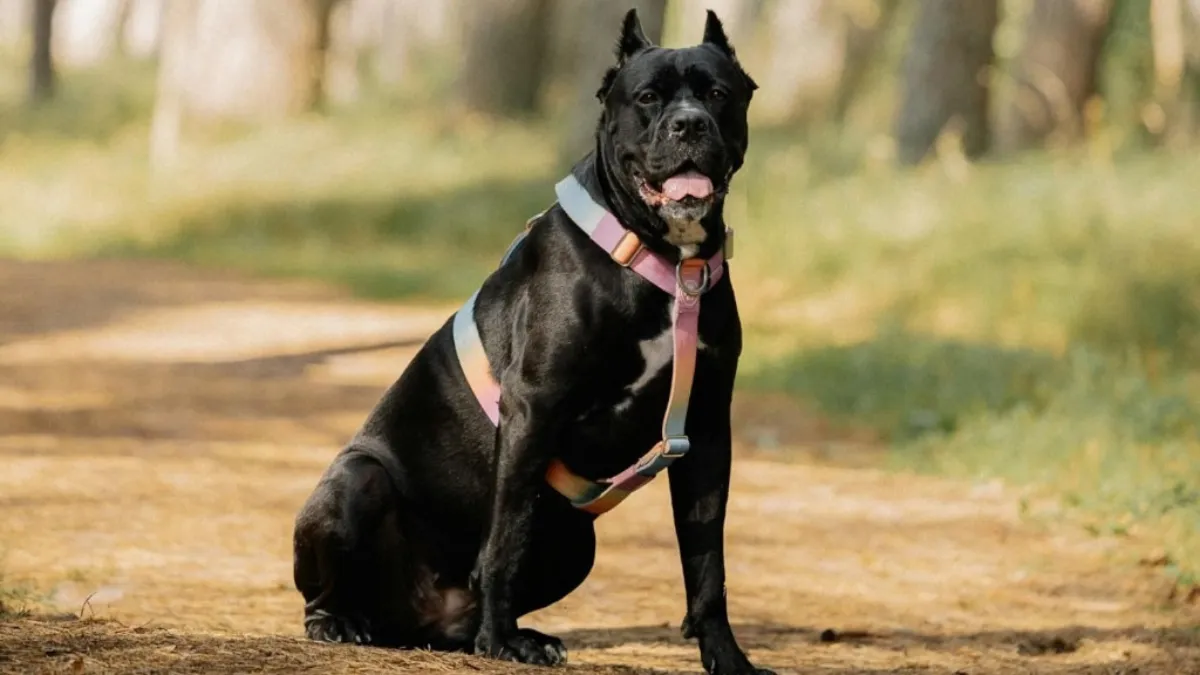 9 Aggressive Dog Breeds That Require Experienced Owners