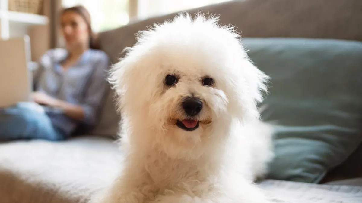 Top 9 Loyal Apartment Dog Breeds Perfect for Small Spaces