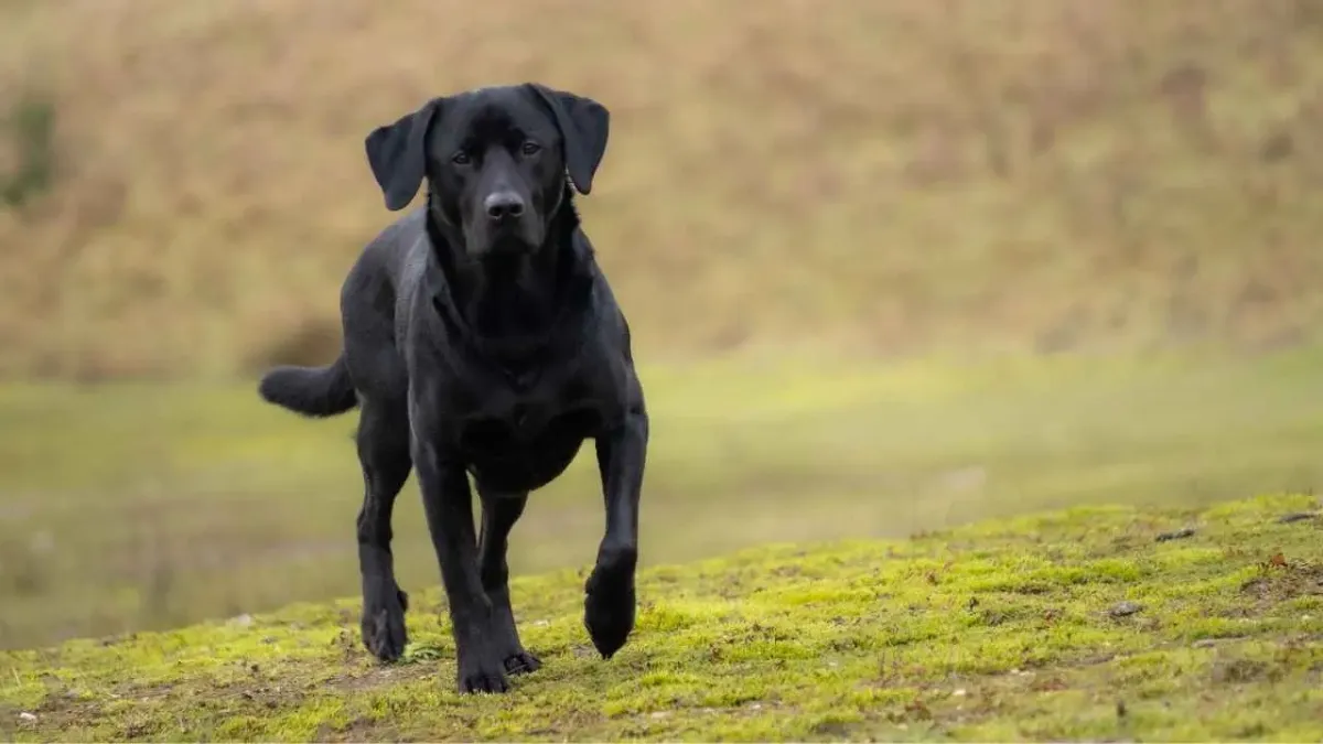 Top 7 Food-Motivated Family Dog Breeds for Your Home