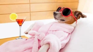 Top 9 Low Grooming Needs Dog Breeds