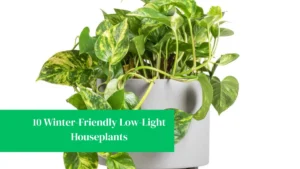 10 Winter-Friendly Low-Light Houseplants