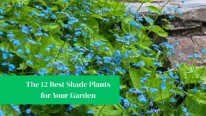 The 12 Best Shade Plants for Your Garden