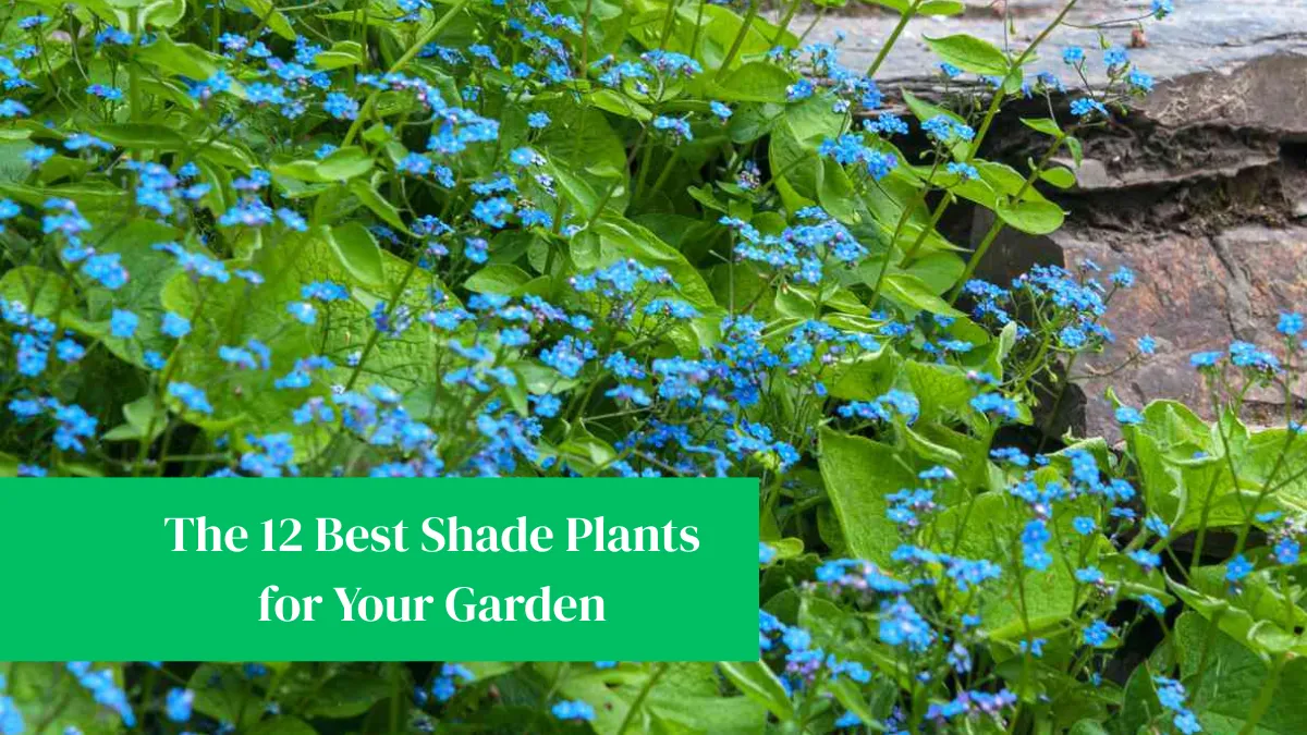 The 12 Best Shade Plants for Your Garden