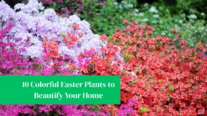 10 Colorful Easter Plants to Beautify Your Home