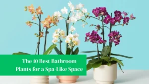 The 10 Best Bathroom Plants for a Spa-Like Space