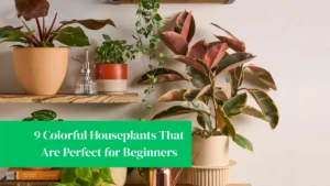 9 Colorful Houseplants That Are Perfect for Beginners