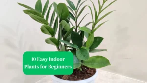 10 Easy Indoor Plants for Beginners