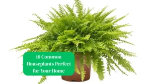 10 Common Houseplants Perfect for Your Home