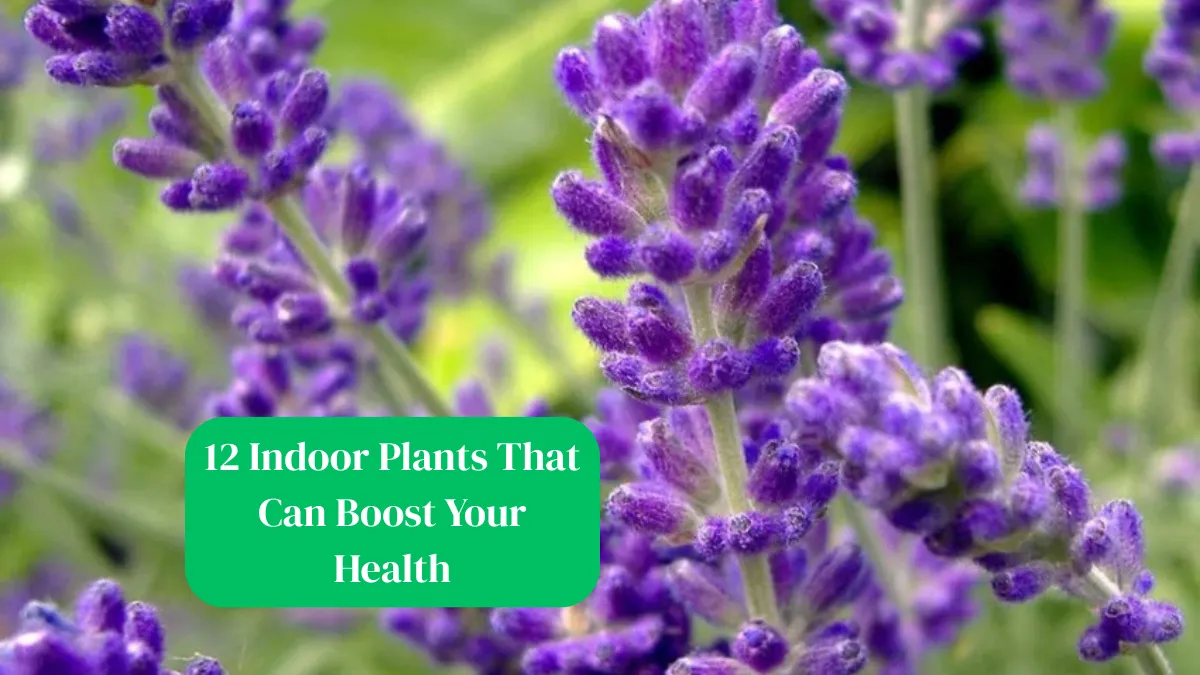 12 Indoor Plants That Can Boost Your Health