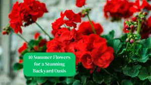 10 Summer Flowers for a Stunning Backyard Oasis