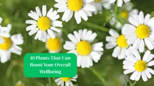 10 Plants That Can Boost Your Overall Wellbeing