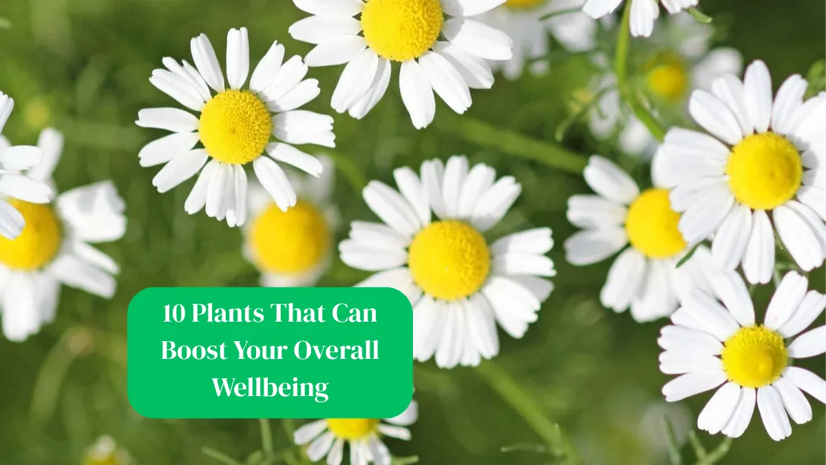 10 Plants That Can Boost Your Overall Wellbeing