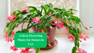 12 Best Flowering Plants for Homes In USA