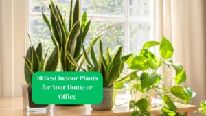 10 Best Indoor Plants for Your Home or Office