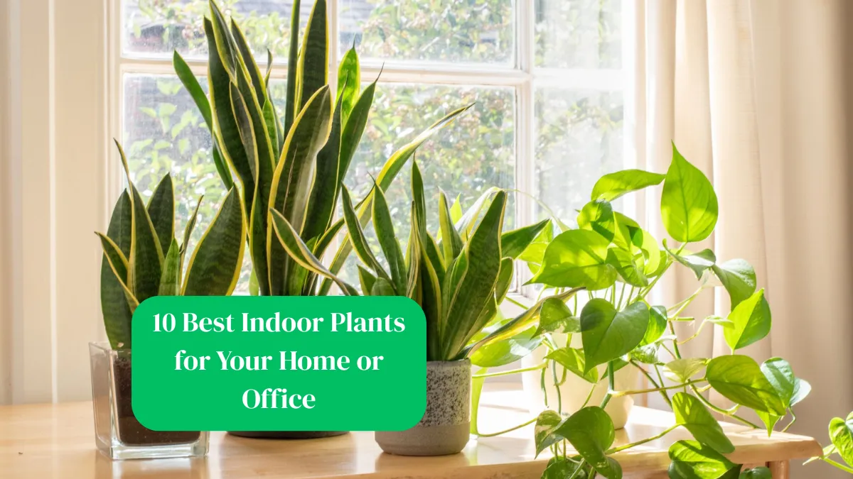 10 Best Indoor Plants for Your Home or Office