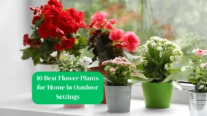 10 Best Flower Plants for Home in Outdoor Settings