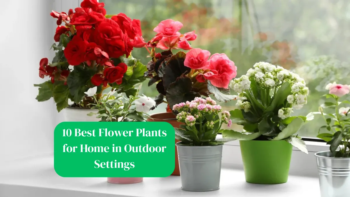 10 Best Flower Plants for Home in Outdoor Settings