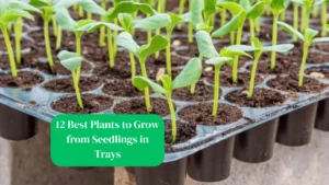 12 Best Plants to Grow from Seedlings in Trays