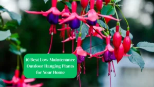 10 Best Low-Maintenance Outdoor Hanging Plants for Your Home