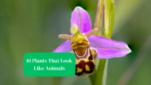 10 Plants That Look Like Animals