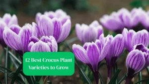 12 Best Crocus Plant Varieties to Grow